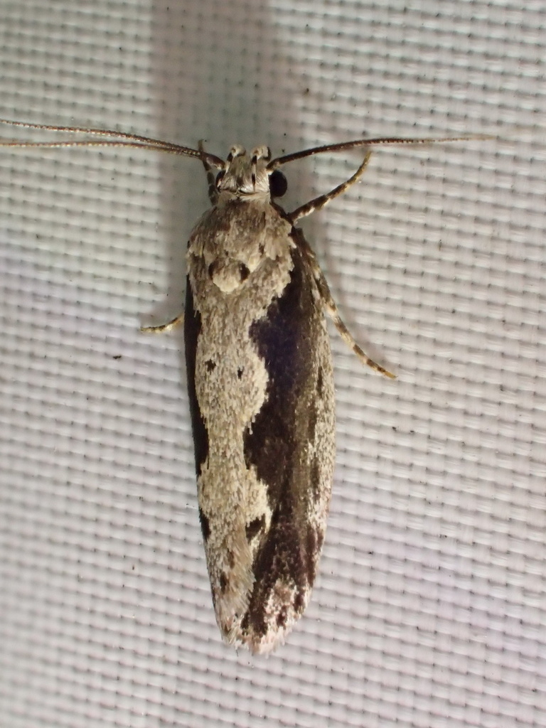 Ethmia semiombra