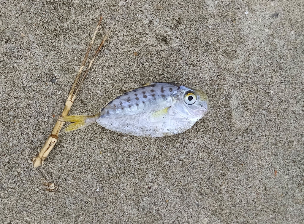 pugnose ponyfish