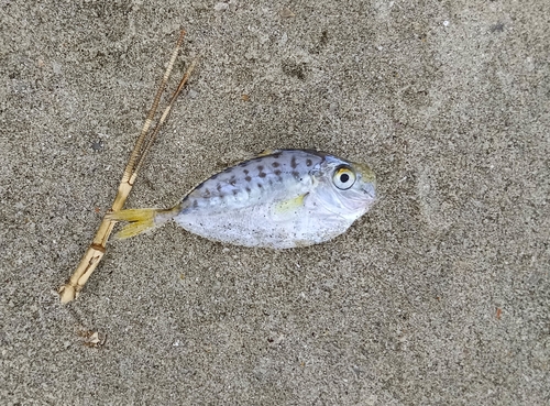 Pugnose ponyfish (Secutor insidiator) — Leiognathidae — 3