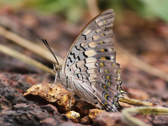 Charaxes solon
