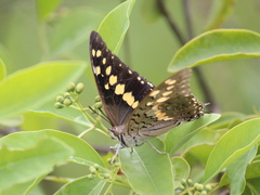 Charaxes solon