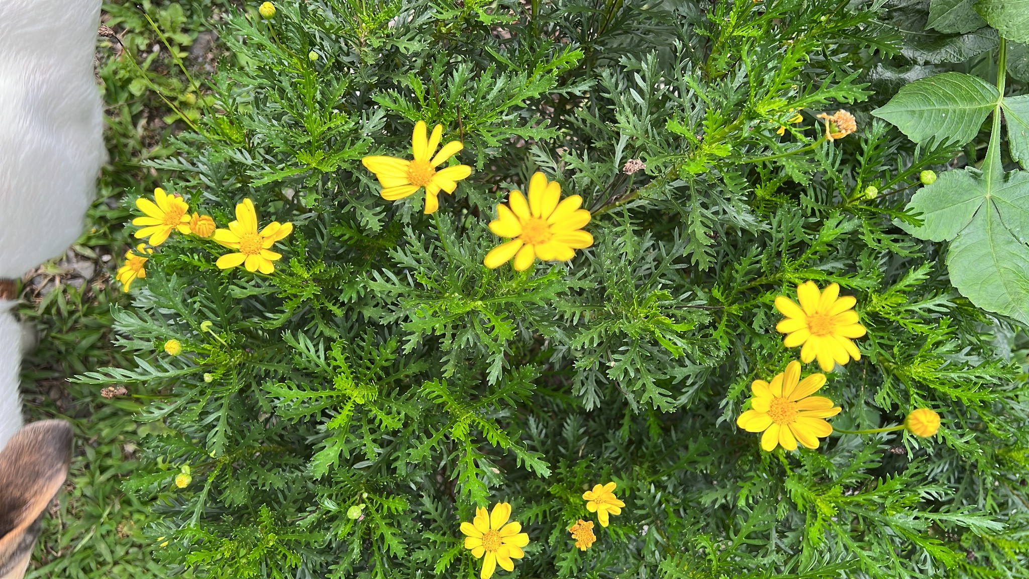 Euryops image