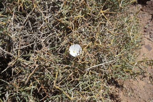 Convolvulus trabutianus