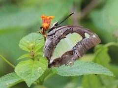 Polyura
