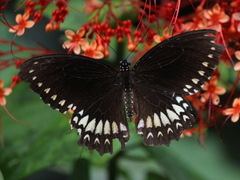 Papilio dravidarum