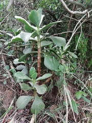 Cotyledon orbiculata oblonga