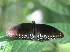 Papilio dravidarum