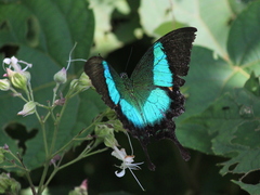 Papilio buddha