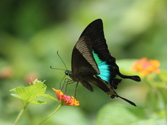 Papilio buddha