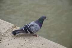 Columba livia