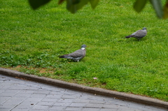 Columba palumbus