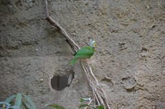 Ptilinopus melanospilus