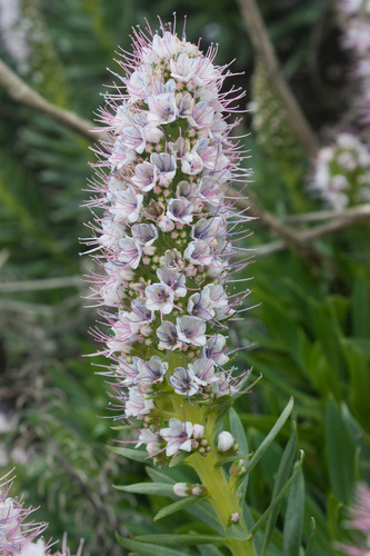 Echium hierrense image