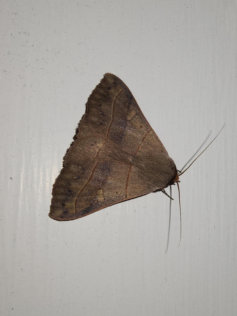Panopoda Moths from Blythewood, SC, USA on July 26, 2023 at 11:48 PM by ...
