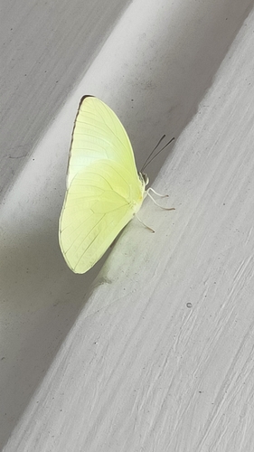 Lemon Migrant, Queen Mary's College, photo 5 of 10