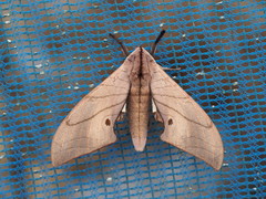 Marumba cristata bukaiana