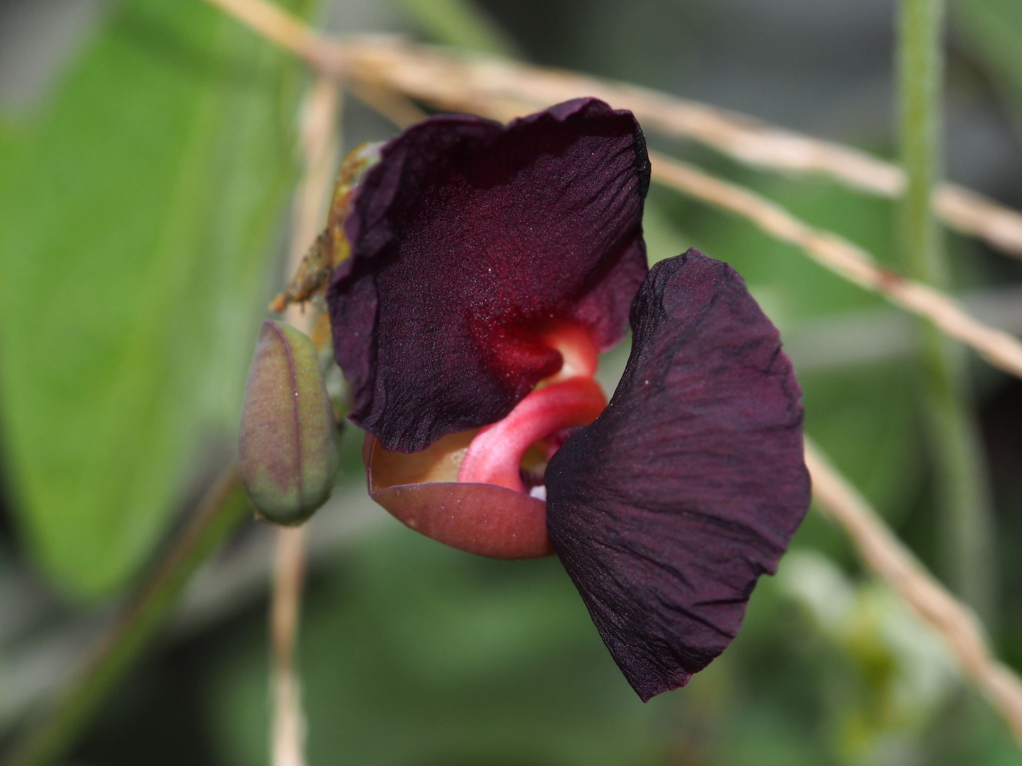 Macroptilium atropurpureum