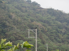 Corvus macrorhynchos colonorum