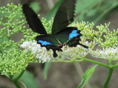 Papilio hermosanus