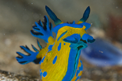 Tambja verconis