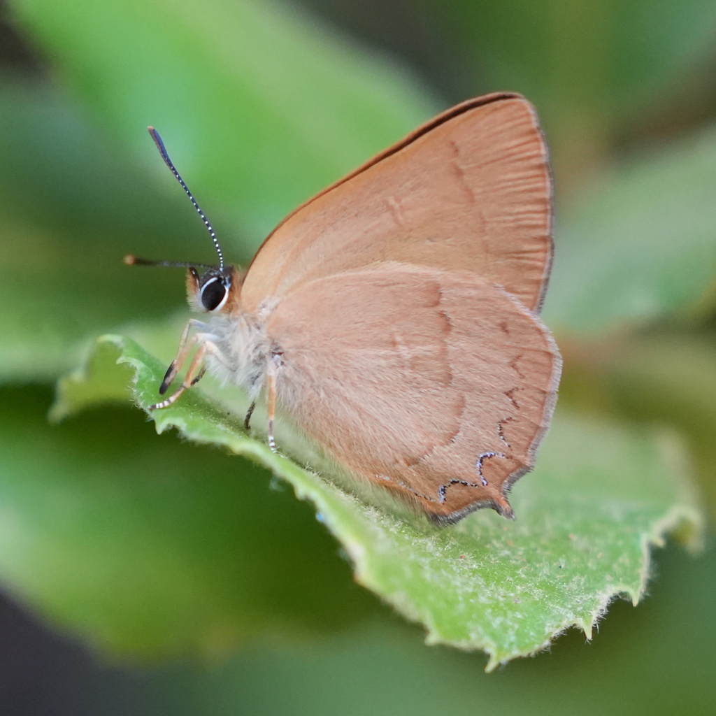 Golden Hairstreak