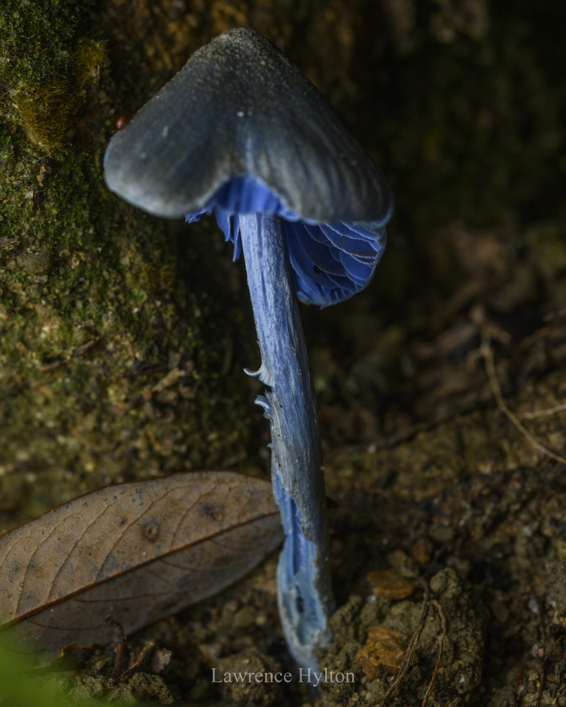 Entoloma virescens · May 2023 · photo: © lawrencehylton (iNaturalist, cc-by)