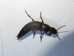 Pseudocypus