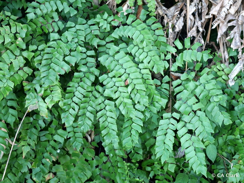 Adiantum trapeziforme