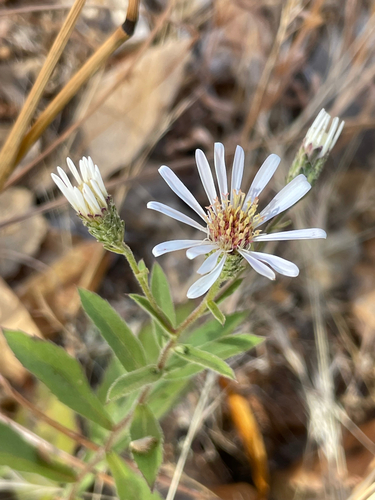 Rough-leaved Aster