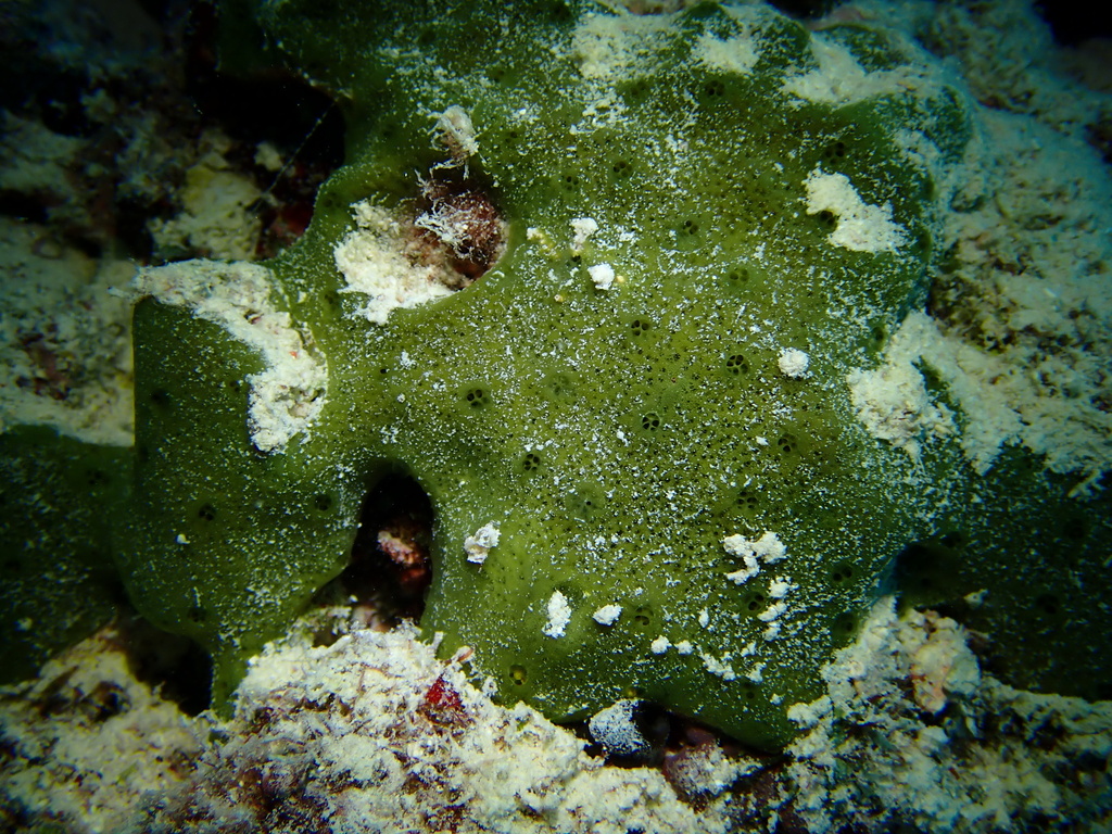 Amphimedon paraviridis