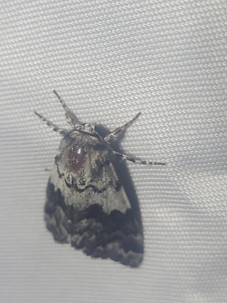 Black Zigzag Moth