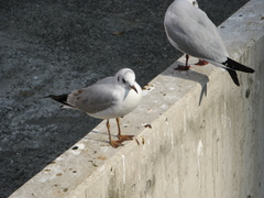 Chroicocephalus ridibundus