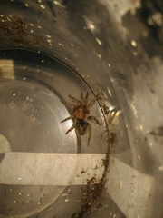 Plesiopelma