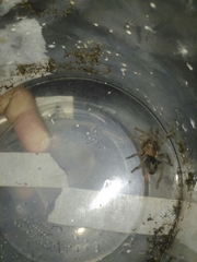 Plesiopelma
