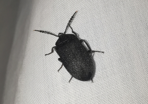 Velvety bark beetle photo 4