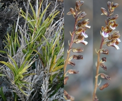 Eulophia micrantha