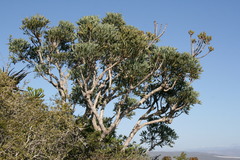 Cussonia gamtoosensis