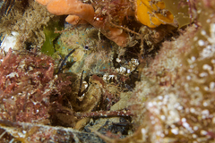 Hapalochlaena maculosa