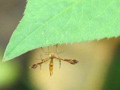 Xyroptila oenophanes