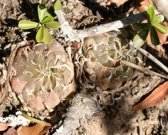 Haworthia cooperi gordoniana