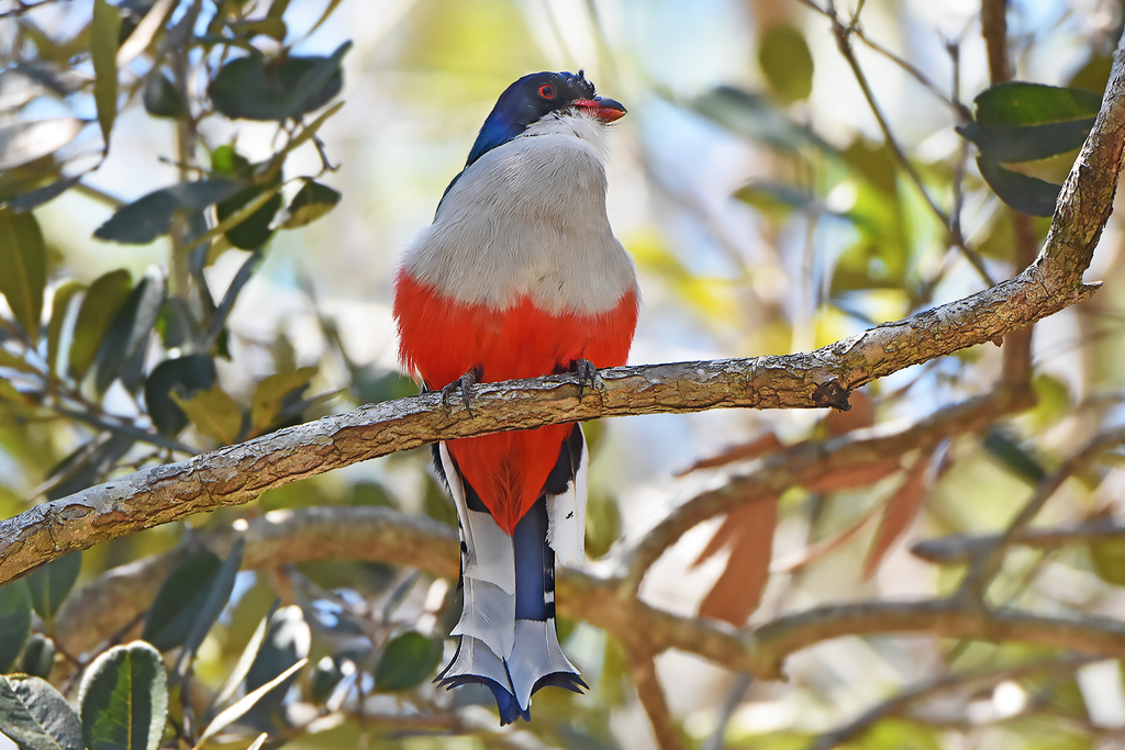 Cuban Trogon