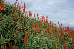 Aloe arborescens image