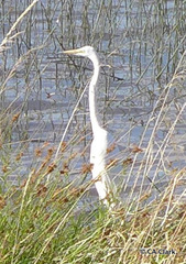 Ardea alba