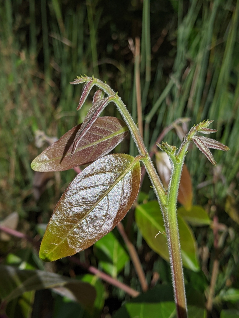 umbrella cheese tree from MacLeay Island QLD 4184, Australia on July 27