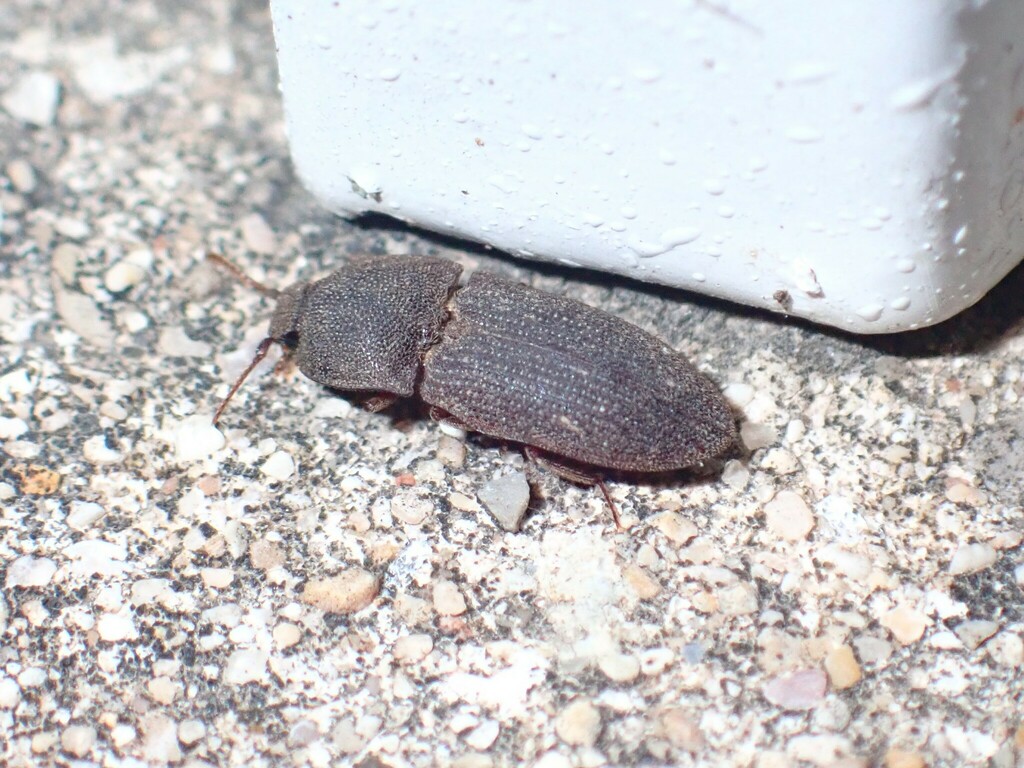 Agrypnus rectangularis from Bandera County, TX, USA on July 24, 2023 at