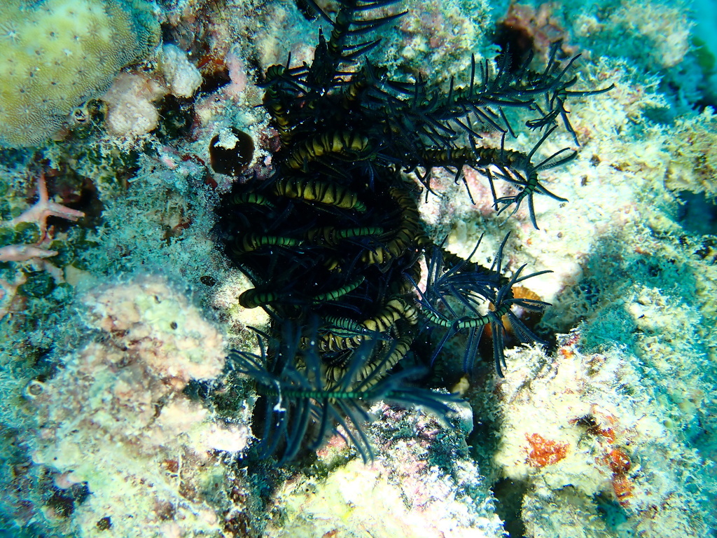 Common Crevice Feather Star