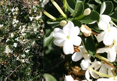 Jasminum angulare