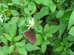 Euploea sylvester swinhoei