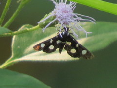 Bocchoris