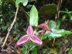 Aristolochia deltantha